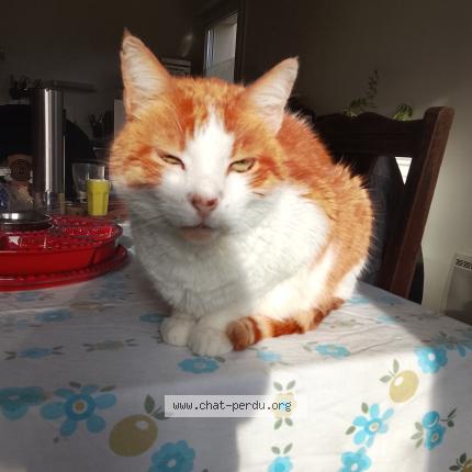 Foto 1/1 Garfield Chat perdido en Frehel