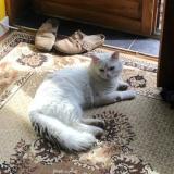 Foto del gato perdido en Grenoble