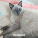 Foto del gato perdido en Biarritz