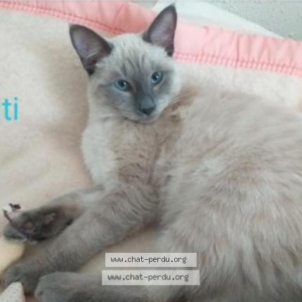 Foto 1/1 Titi Chat perdido en Biarritz