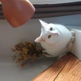 Foto del gato perdido en Castres