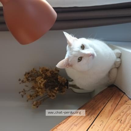 Foto 1/1 Halva Chat perdido en Castres