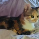 Foto del gato perdido en Conde Sur L Escaut