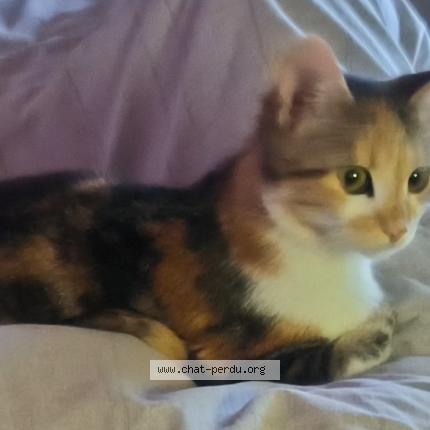 Foto 1/1 Minnie Chat perdido en Conde sur l escaut