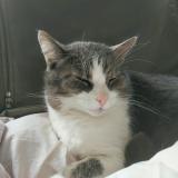 Foto del gato perdido en Penestin