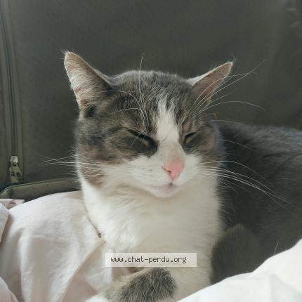 Foto 1/1 Robbic Chat perdido en Penestin