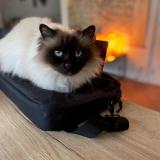 Foto del gato perdido en Nantes