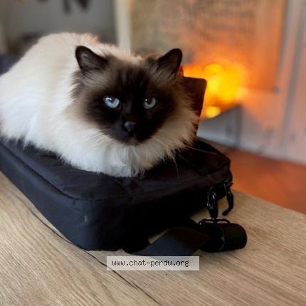 Foto 1/1 Ichiro Chat perdido en Nantes