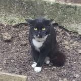 Foto de gato encontrado en Paris