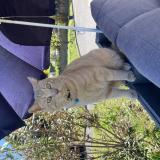 Foto del gato perdido en Serezin Du Rhone