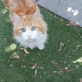 Foto del gato perdido en La Pintana