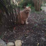 Foto del gato perdido en Salon De Provence