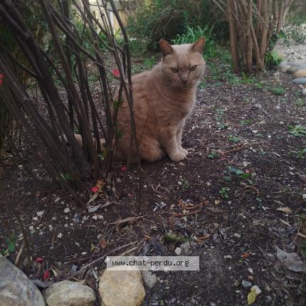 Foto 1/1 Pixel Chat perdido en Salon de provence