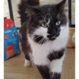 Foto del gato perdido en Bagnols En Foret