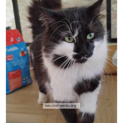 Foto 1/1 Polochon Chat perdido en Bagnols en foret