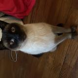 Foto de gato encontrado en Boulogne Billancourt