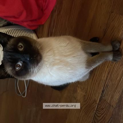 Foto 1/1 Gato encontrado Encontrado en Boulogne billancourt