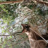 Foto del gato perdido en Lingolsheim