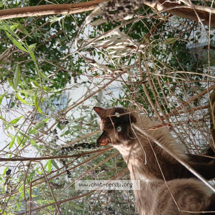 Foto 1/1 NEPAL - PIOUPIOU Chat perdido en Lingolsheim