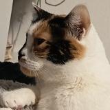 Foto del gato perdido en Aussonne