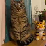 Foto del gato perdido en Chalifert