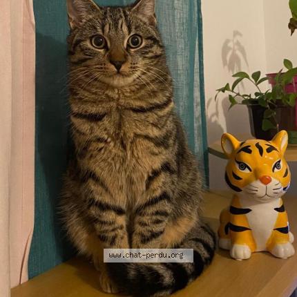 Foto 1/1 Poushmour Chat perdido en Chalifert