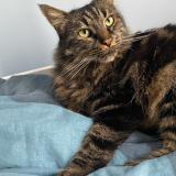 Foto del gato perdido en Ayguesvives