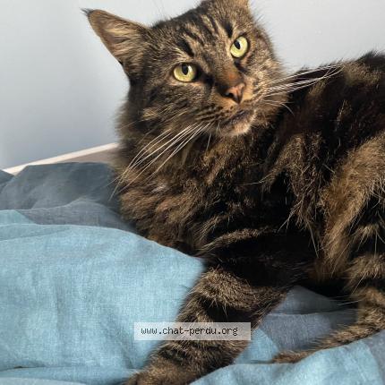 Foto 1/1 Tigrou Chat perdido en Ayguesvives