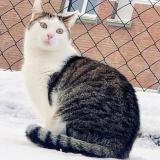 Foto del gato perdido en Lille