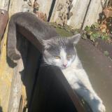 Foto del gato perdido en Mesnil St Georges