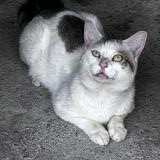 Foto de gato encontrado en Pompey