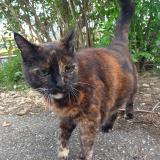 Foto de gato encontrado en Rouen