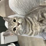 Foto del gato perdido en Civrieux D Azergues