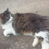 Foto de gato encontrado en Rouen