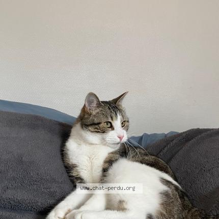 Foto 1/1 Oups Chat perdido en Le mans