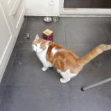 Foto del gato perdido en Montpellier