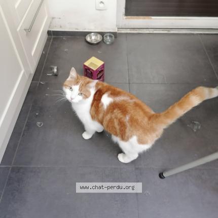 Foto 1/1 AUGUSTE Chat perdido en Montpellier