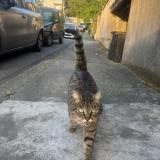 Foto de gato encontrado en Valence