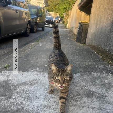 Foto 1/1 Gato encontrado Encontrado en Valence