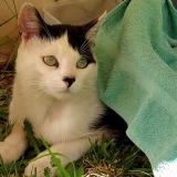 Foto del gato perdido en Bon Encontre