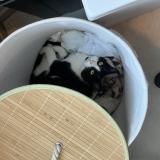 Foto del gato perdido en Ernee