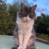 Foto del gato perdido en Simandre 71290