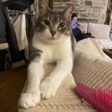 Foto del gato perdido en Lannion