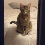 Foto del gato perdido en Vertou