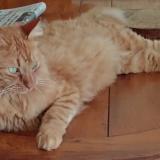 Foto del gato perdido en Cugnaux