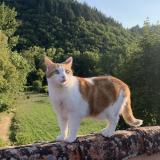 Foto del gato perdido en Montpellier