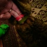 Foto de gato encontrado en Villemomble