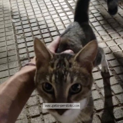 Foto 1/1 Gato encontado Encontrado en Buenos aires