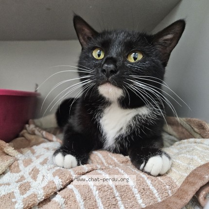 Foto de gato encontrado en Puget Sur Argens