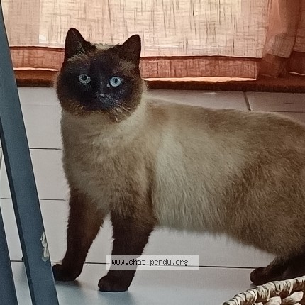 Foto de gato encontrado en Amanlis